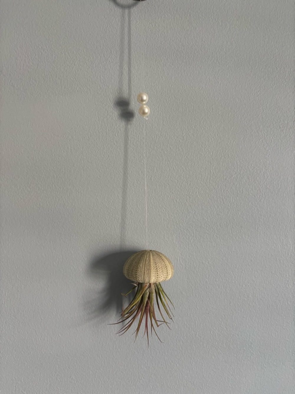 Hanging Sea Urchin Air Plant Holder -Pale Green *includes air plant